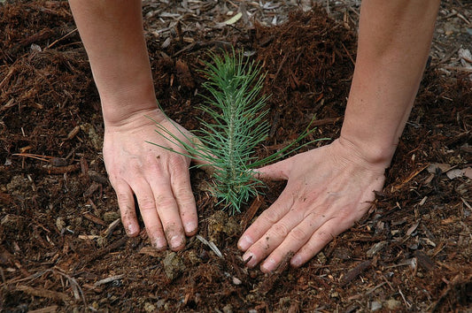 Reforestation - How Technology Can Help Rebuild Forests