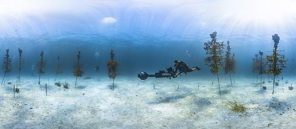 How Technology Can Assist Coral Reef Restoration - GroupGets