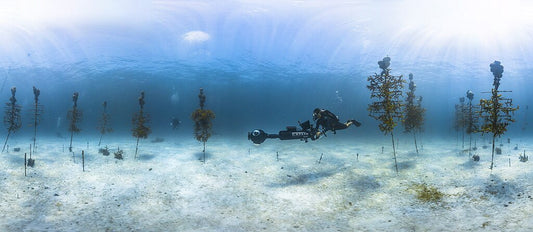 How Technology Can Assist Coral Reef Restoration - GroupGets