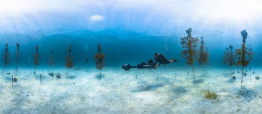 How Technology Can Assist Coral Reef Restoration